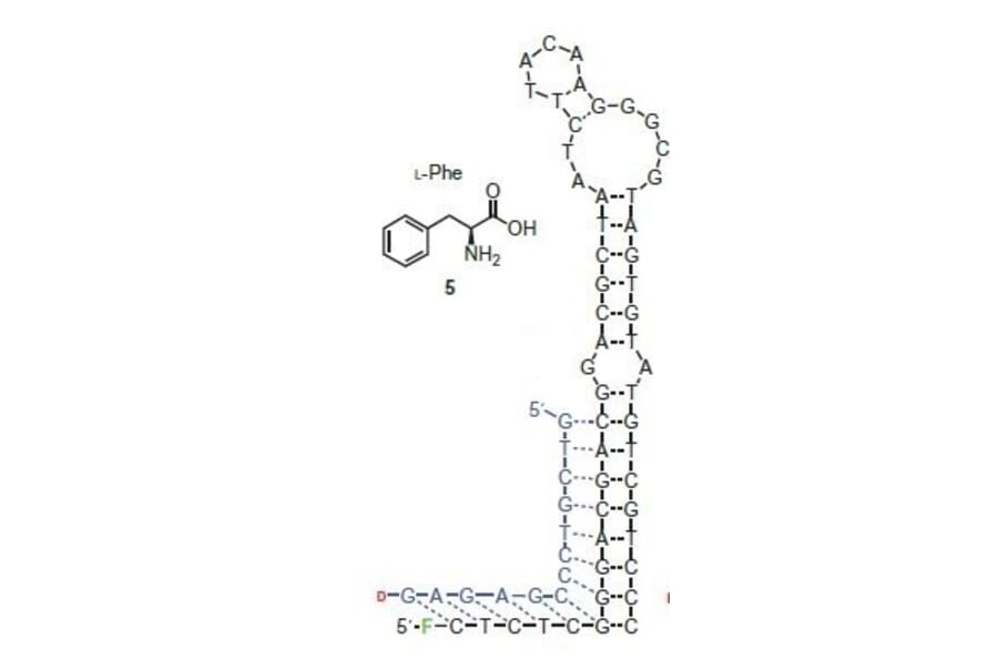 Secondary Structure - Anti-Phenylalanine Aptamer (Biotin) (A321079) - Antibodies.com
