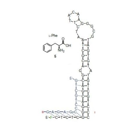 Secondary Structure - Anti-Phenylalanine Aptamer (Biotin) (A321079) - Antibodies.com