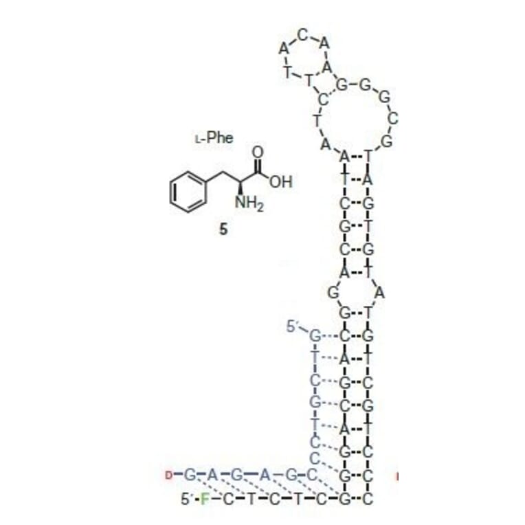 Secondary Structure - Anti-Phenylalanine Aptamer (Biotin) (A321079) - Antibodies.com