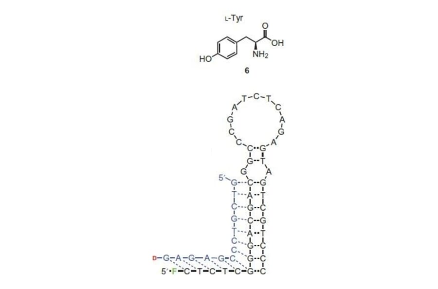 Secondary Structure - Anti-Tyrosine Aptamer (Biotin) (A321080) - Antibodies.com