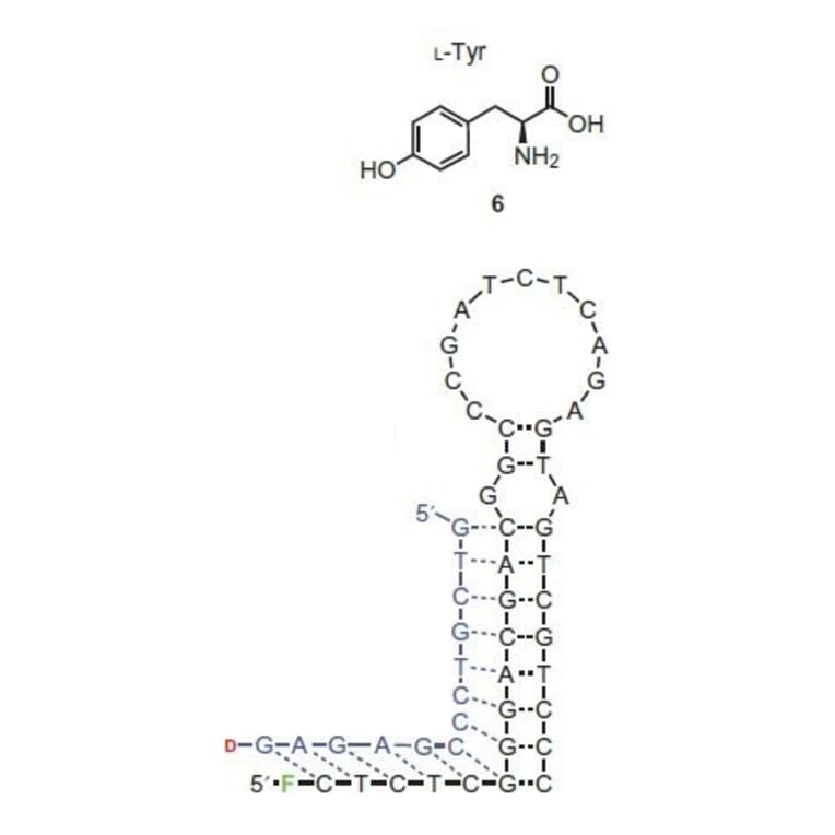 Secondary Structure - Anti-Tyrosine Aptamer (Biotin) (A321080) - Antibodies.com