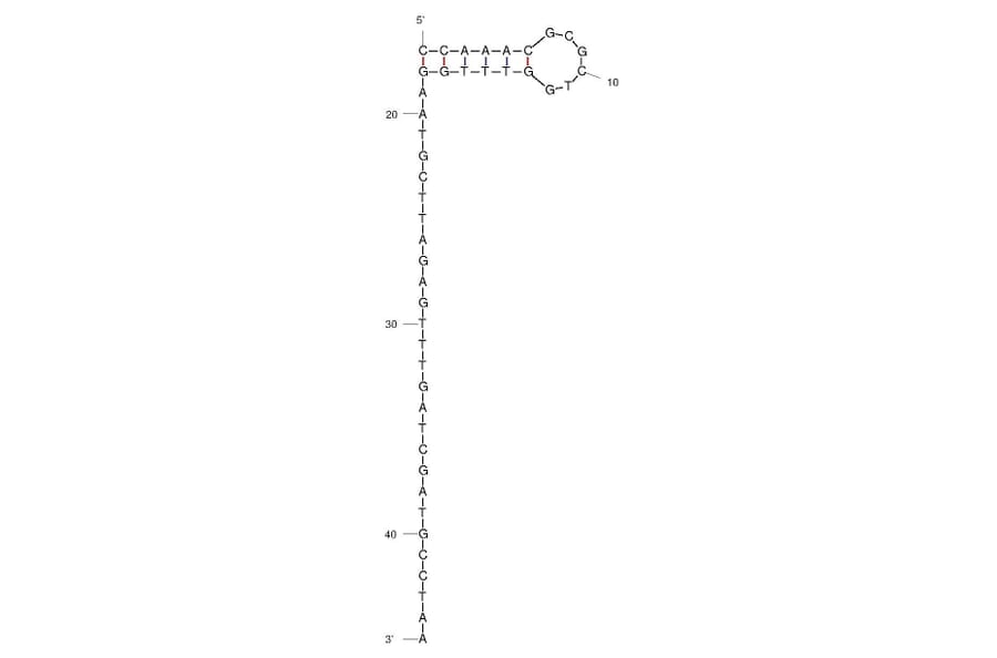 Secondary Structure - Anti-Plasmodium falciparum Aptamer (Biotin) (A321081) - Antibodies.com