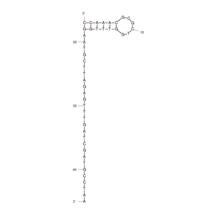 Secondary Structure - Anti-Plasmodium falciparum Aptamer (Biotin) (A321081) - Antibodies.com