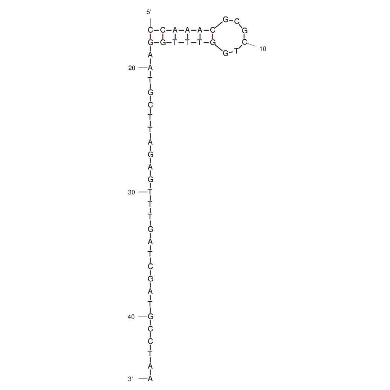 Secondary Structure - Anti-Plasmodium falciparum Aptamer (Biotin) (A321081) - Antibodies.com