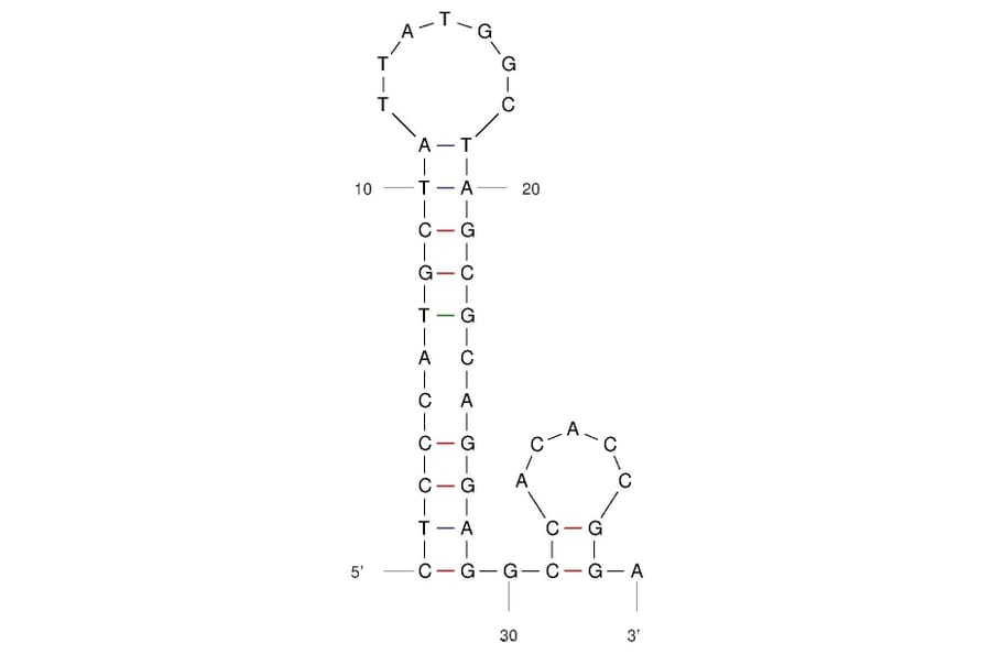 Secondary Structure - Anti-Clostridium Difficile Toxin B Aptamer (Biotin) (A321083) - Antibodies.com