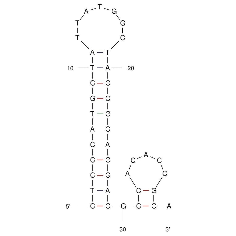 Secondary Structure - Anti-Clostridium Difficile Toxin B Aptamer (Biotin) (A321083) - Antibodies.com