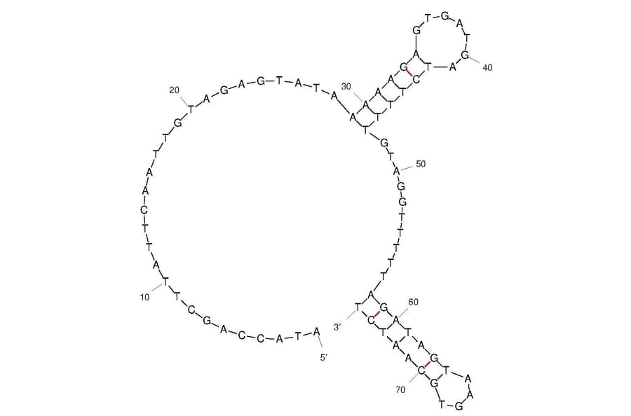 Secondary Structure - Anti-PD-L1 Aptamer (Biotin) (A321085) - Antibodies.com