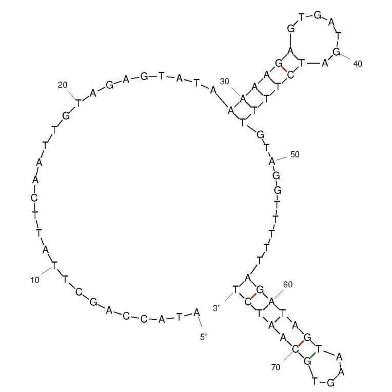 Secondary Structure - Anti-PD-L1 Aptamer (Biotin) (A321085) - Antibodies.com