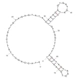 Secondary Structure - Anti-PD-L1 Aptamer (Biotin) (A321085) - Antibodies.com