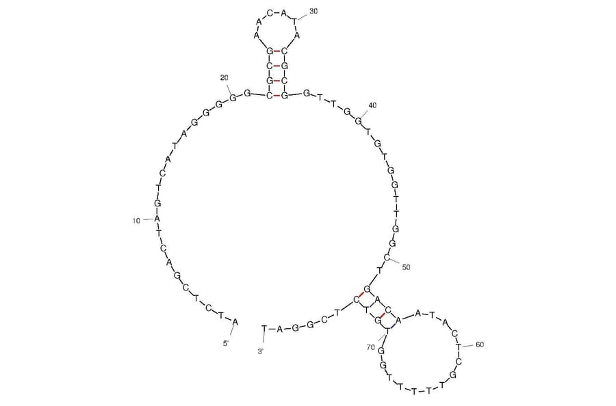 Secondary Structure - Anti-Thrombin Aptamer [CTBA4] (Biotin) (A321086) - Antibodies.com