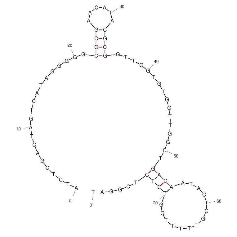 Secondary Structure - Anti-Thrombin Aptamer [CTBA4] (Biotin) (A321086) - Antibodies.com