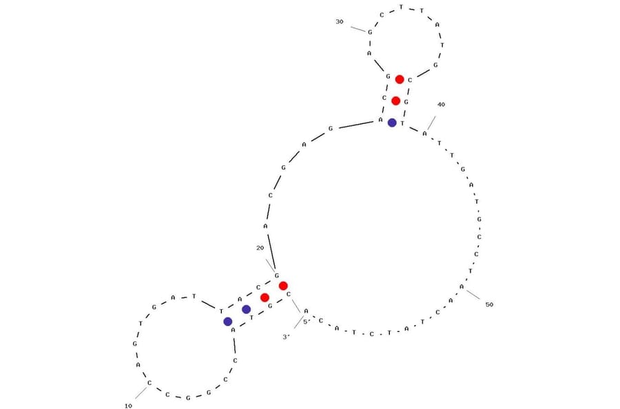 Secondary Structure - Anti-HSA Aptamer (Biotin) (A321087) - Antibodies.com