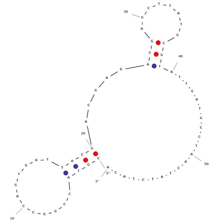 Secondary Structure - Anti-HSA Aptamer (Biotin) (A321087) - Antibodies.com