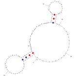 Secondary Structure - Anti-HSA Aptamer (Biotin) (A321087) - Antibodies.com