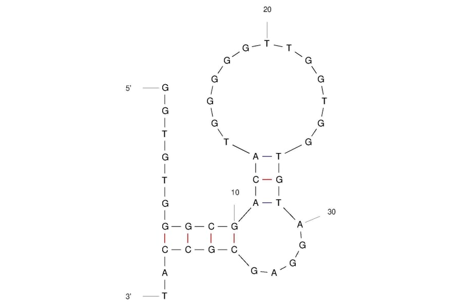 Secondary Structure - Anti-Thrombin Aptamer [Tb-L8] (Biotin) (A321088) - Antibodies.com