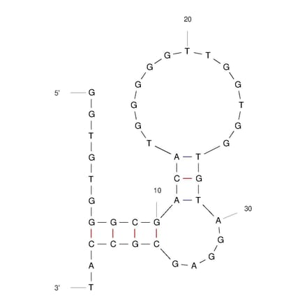 Secondary Structure - Anti-Thrombin Aptamer [Tb-L8] (Biotin) (A321088) - Antibodies.com