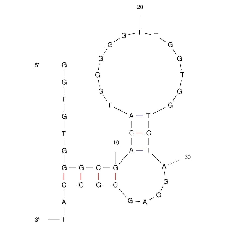Secondary Structure - Anti-Thrombin Aptamer [Tb-L8] (Biotin) (A321088) - Antibodies.com
