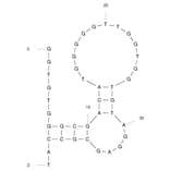 Secondary Structure - Anti-Thrombin Aptamer [Tb-L8] (Biotin) (A321088) - Antibodies.com