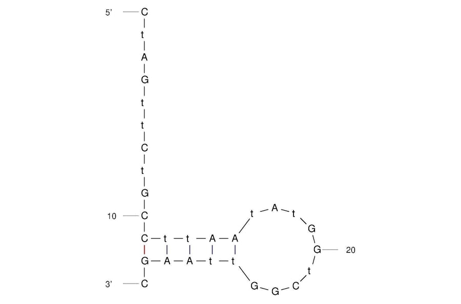 Secondary Structure - Anti-C Reactive Protein Aptamer (Biotin) (A321089) - Antibodies.com