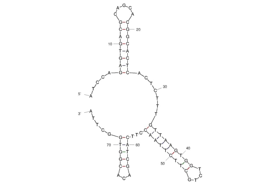 Secondary Structure - Anti-STIP1/STI1 Aptamer [TV06] (Biotin) (A321090) - Antibodies.com