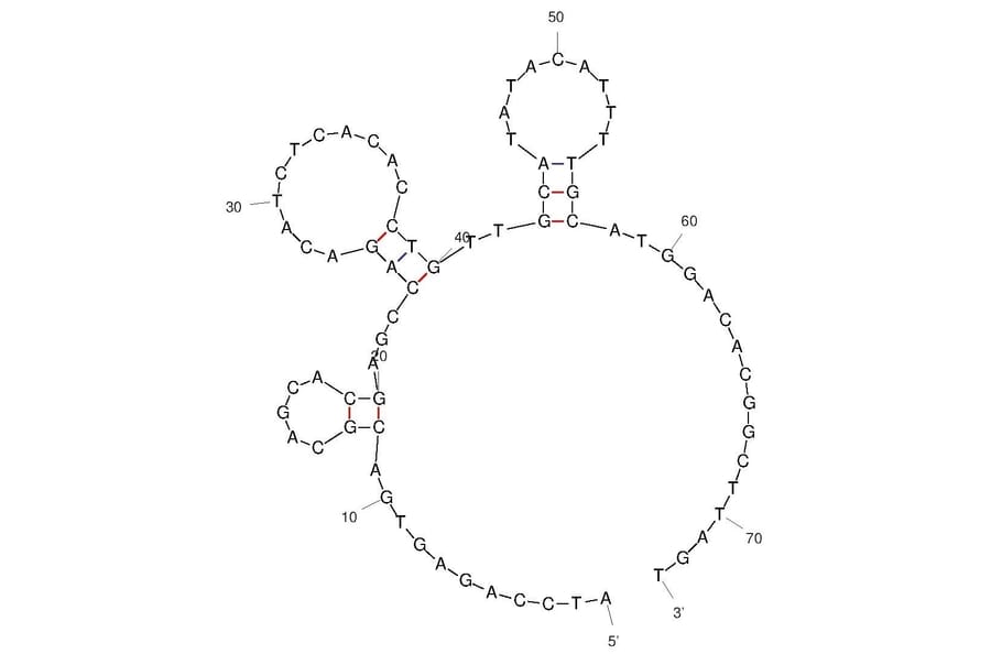 Secondary Structure - Anti-Hemagglutinin Aptamer [PP3] (Biotin) (A321091) - Antibodies.com