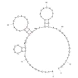 Secondary Structure - Anti-Hemagglutinin Aptamer [PP3] (Biotin) (A321091) - Antibodies.com