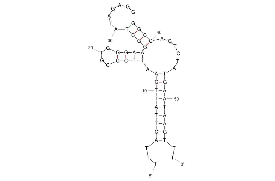 Secondary Structure - Anti-L-Selectin Aptamer [Sgc-3b] (Biotin) (A321092) - Antibodies.com