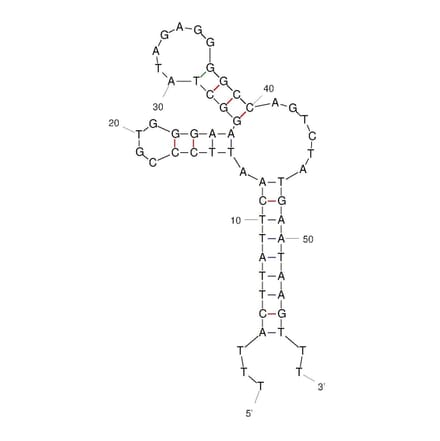 Secondary Structure - Anti-L-Selectin Aptamer [Sgc-3b] (Biotin) (A321092) - Antibodies.com