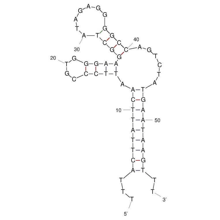 Secondary Structure - Anti-L-Selectin Aptamer [Sgc-3b] (Biotin) (A321092) - Antibodies.com