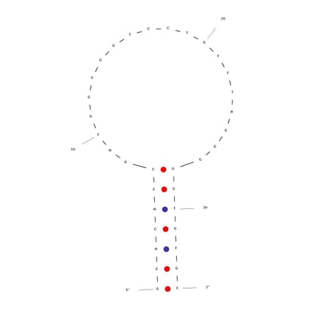 Secondary Structure - Anti-Melamine Aptamer [Rd29C33-T7] (Biotin) (A321093) - Antibodies.com