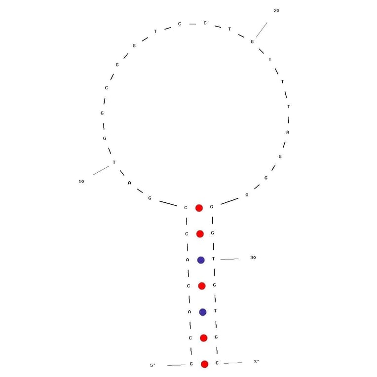 Secondary Structure - Anti-Melamine Aptamer [Rd29C33-T7] (Biotin) (A321093) - Antibodies.com