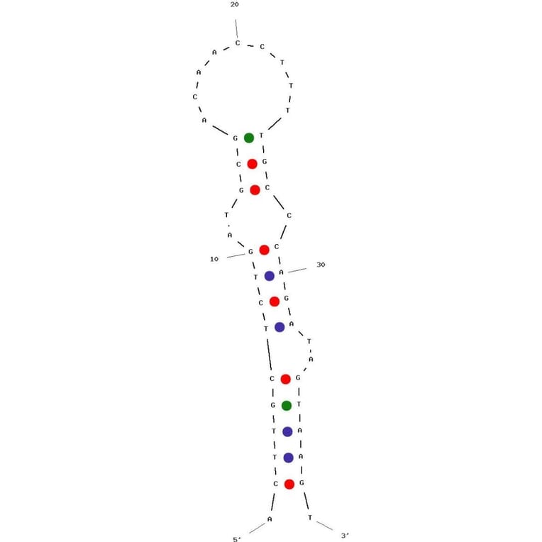 Secondary Structure - Anti-N Cadherin Aptamer [NS13] (Biotin) (A321095) - Antibodies.com