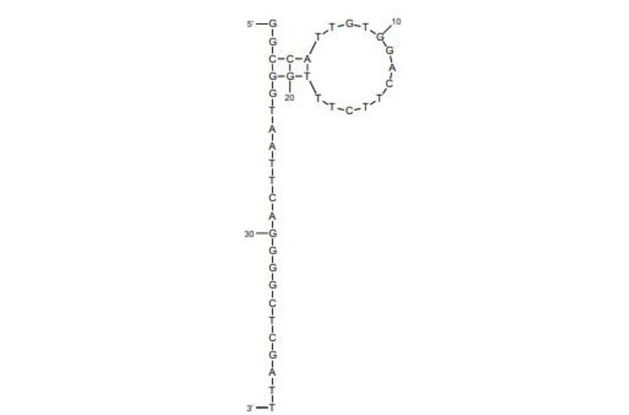 Secondary Structure - Anti-Rituximab Aptamer [C7] (Biotin) (A321096) - Antibodies.com