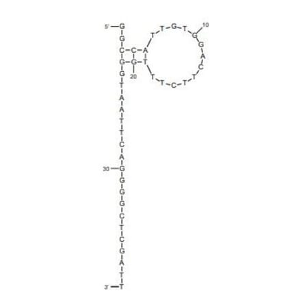 Secondary Structure - Anti-Rituximab Aptamer [C7] (Biotin) (A321096) - Antibodies.com