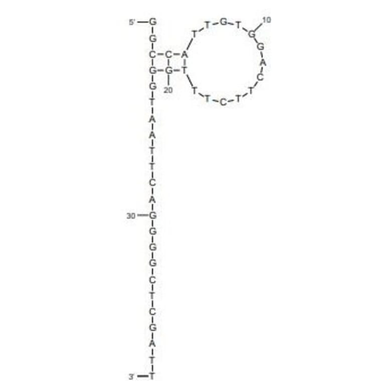 Secondary Structure - Anti-Rituximab Aptamer [C7] (Biotin) (A321096) - Antibodies.com