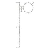 Secondary Structure - Anti-Rituximab Aptamer [C7] (Biotin) (A321096) - Antibodies.com