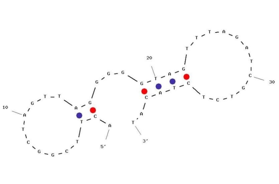 Secondary Structure - Anti-Rituximab Aptamer [C10] (Biotin) (A321097) - Antibodies.com