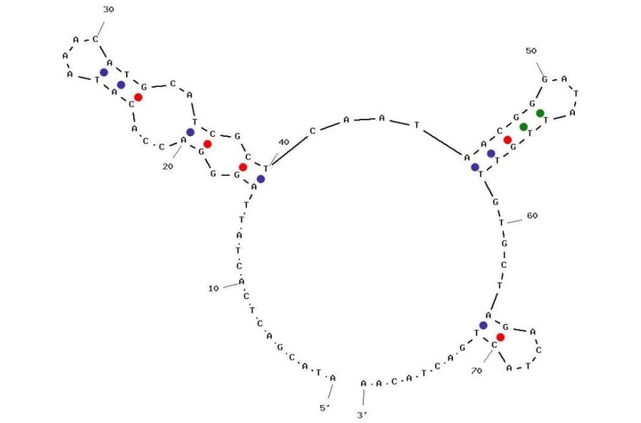 Secondary Structure - Anti-Maltose Binding Protein Aptamer [M1] (Biotin) (A321101) - Antibodies.com