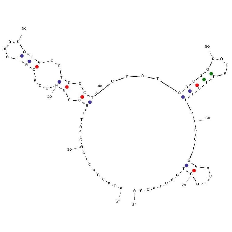 Secondary Structure - Anti-Maltose Binding Protein Aptamer [M1] (Biotin) (A321101) - Antibodies.com