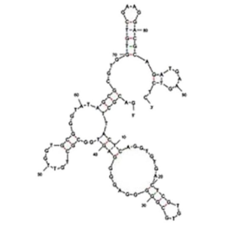 Secondary Structure - Anti-Soft-Shelled Turtle Iridovirus Aptamer [QA-36] (Biotin) (A321103) - Antibodies.com
