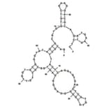 Secondary Structure - Anti-Soft-Shelled Turtle Iridovirus Aptamer [QA-36] (Biotin) (A321103) - Antibodies.com