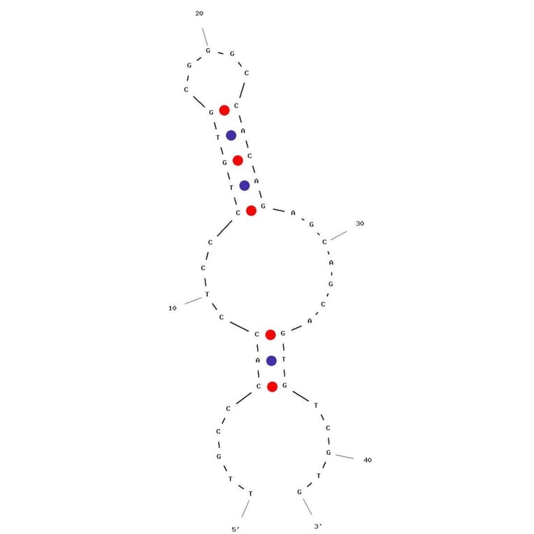 Secondary Structure - Anti-CD90 / Thy1 Aptamer [XA-B216] (Biotin) (A321105) - Antibodies.com