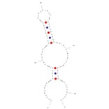 Secondary Structure - Anti-CD90 / Thy1 Aptamer [XA-B216] (Biotin) (A321105) - Antibodies.com