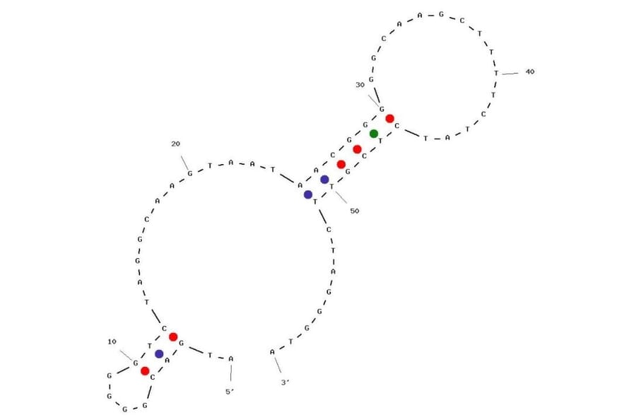 Secondary Structure - Anti-Osteocalcin Aptamer [BC1] (Biotin) (A321106) - Antibodies.com