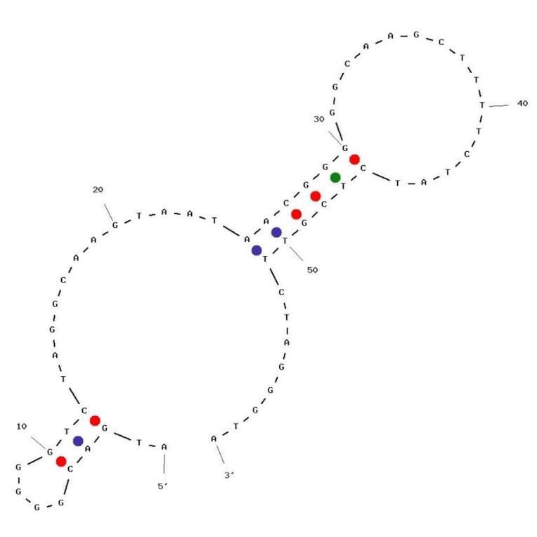Secondary Structure - Anti-Osteocalcin Aptamer [BC1] (Biotin) (A321106) - Antibodies.com