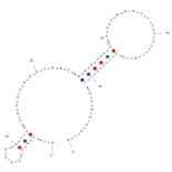 Secondary Structure - Anti-Osteocalcin Aptamer [BC1] (Biotin) (A321106) - Antibodies.com