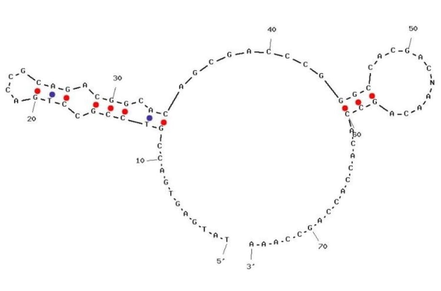 Secondary Structure - Anti-Insulin Receptor Extracellular Domain Aptamer [IR-A43] (Biotin) (A321107) - Antibodies.com