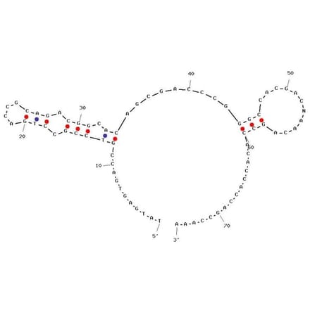 Secondary Structure - Anti-Insulin Receptor Extracellular Domain Aptamer [IR-A43] (Biotin) (A321107) - Antibodies.com