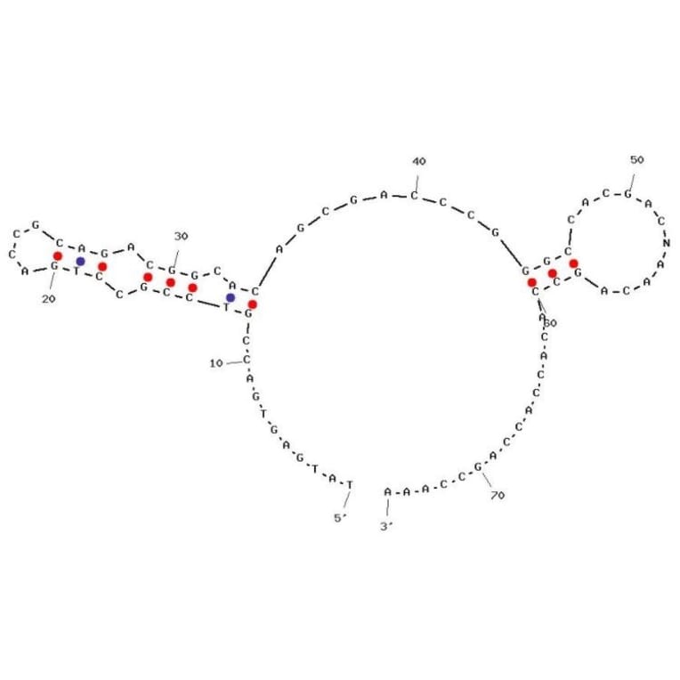 Secondary Structure - Anti-Insulin Receptor Extracellular Domain Aptamer [IR-A43] (Biotin) (A321107) - Antibodies.com