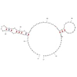 Secondary Structure - Anti-Insulin Receptor Extracellular Domain Aptamer [IR-A43] (Biotin) (A321107) - Antibodies.com